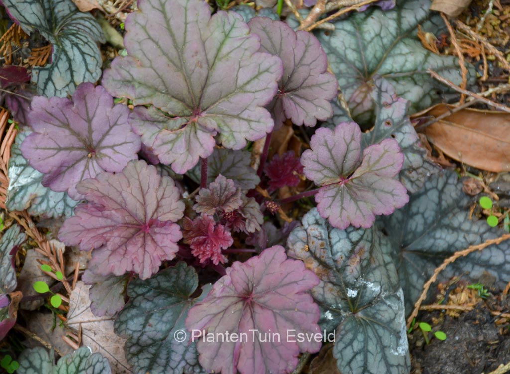 Heuchera ‚Sugar Plum‘