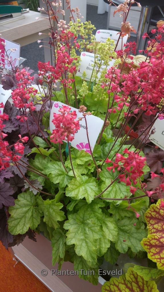 Heuchera ‚Tokyo‘