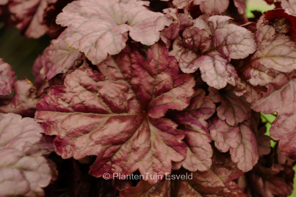 Heuchera ‚Wildberry‘