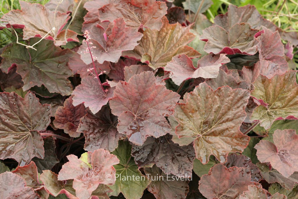 Heuchera ‚XXL‘
