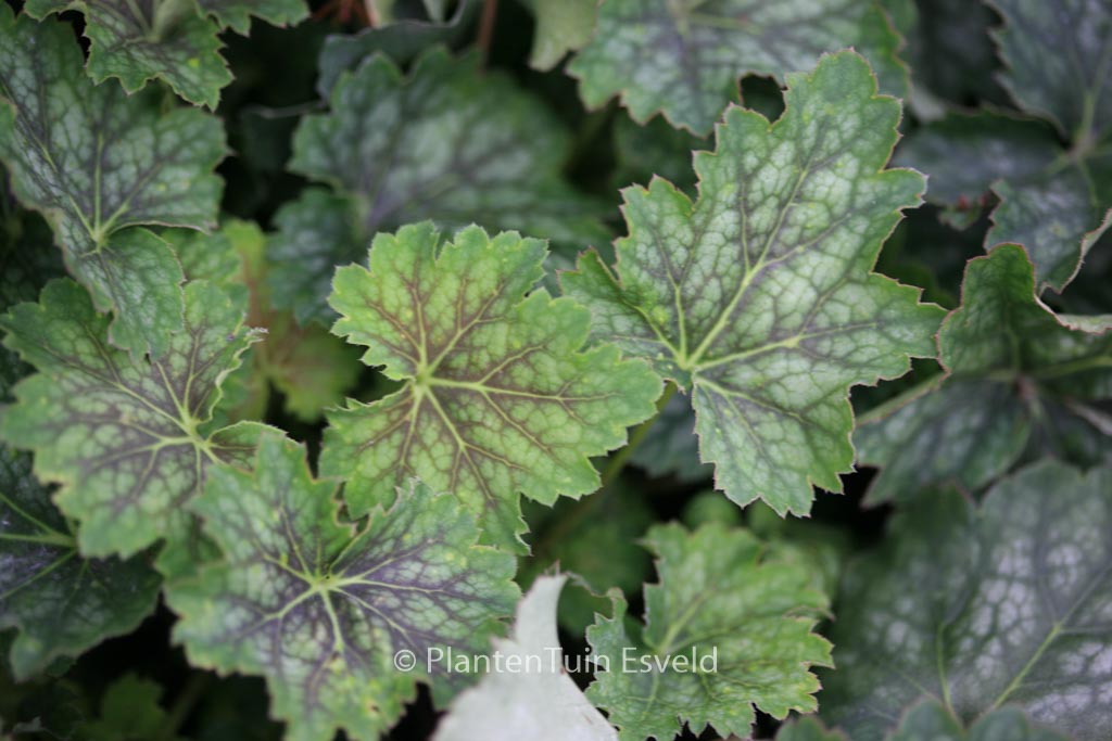 Heuchera americana ‚Marvelous Marble‘