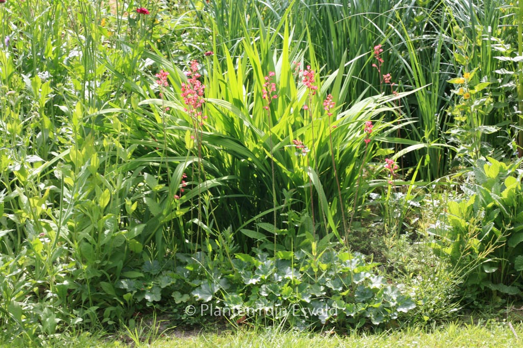 Heuchera brizoides ‚Pluie de Feu‘