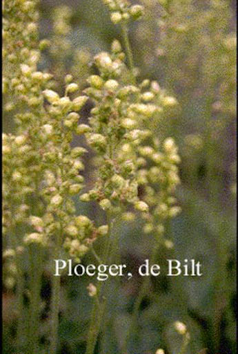 Heuchera cylindrica ‚Greenfinch‘