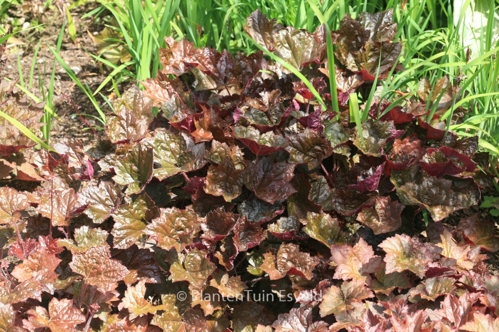 Heuchera micrantha ‚Palace Purple‘