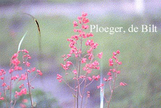 Heuchera sanguinea ‚Leuchtkaefer‘