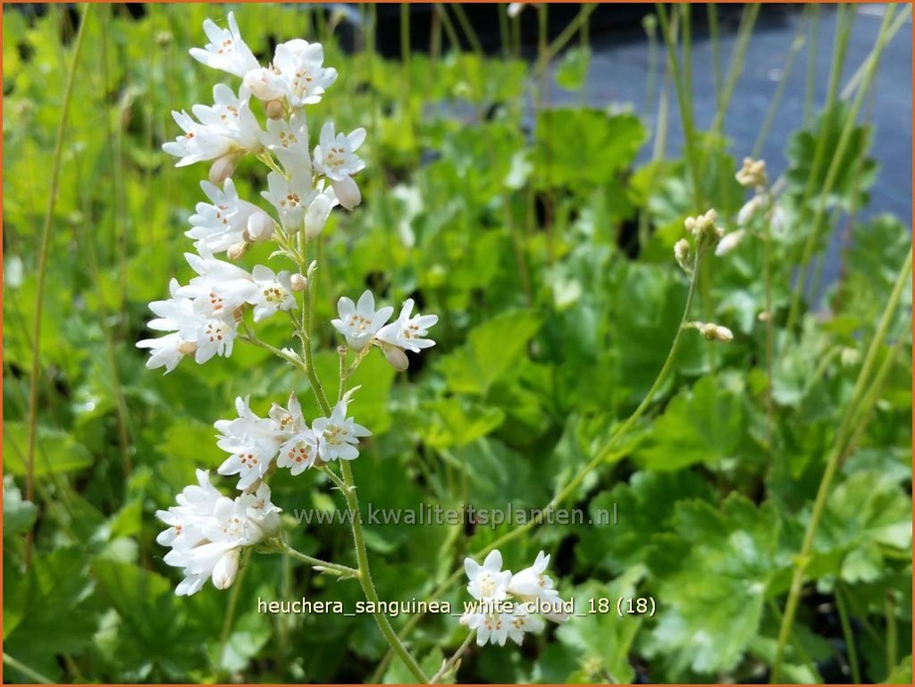 Heuchera sanguinea ‚White Cloud‘