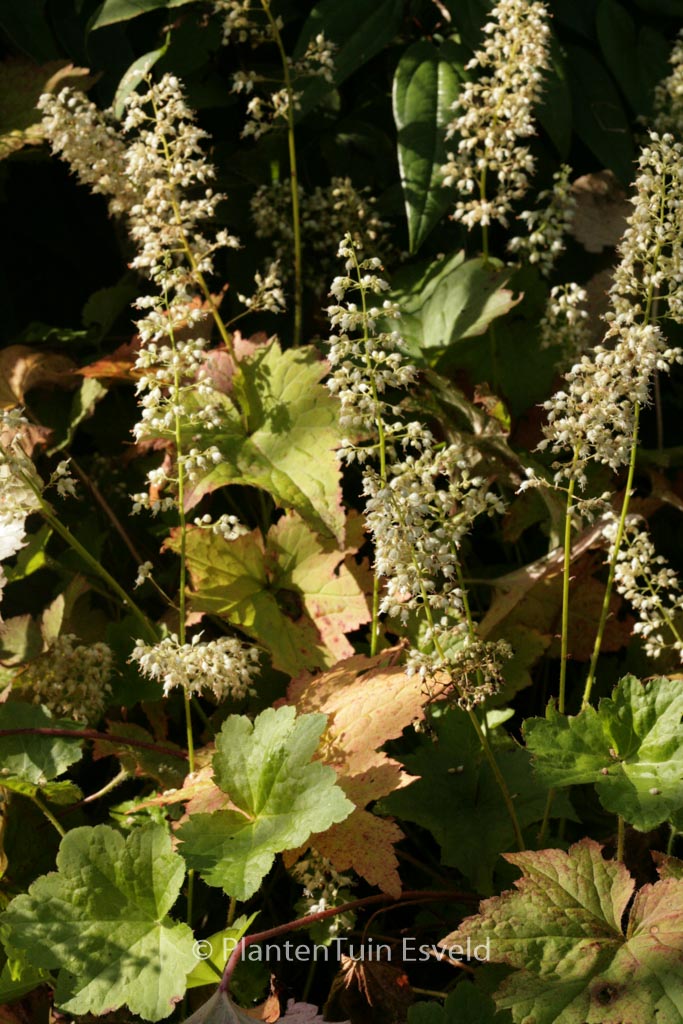 Heuchera villosa ‚Chantilly‘