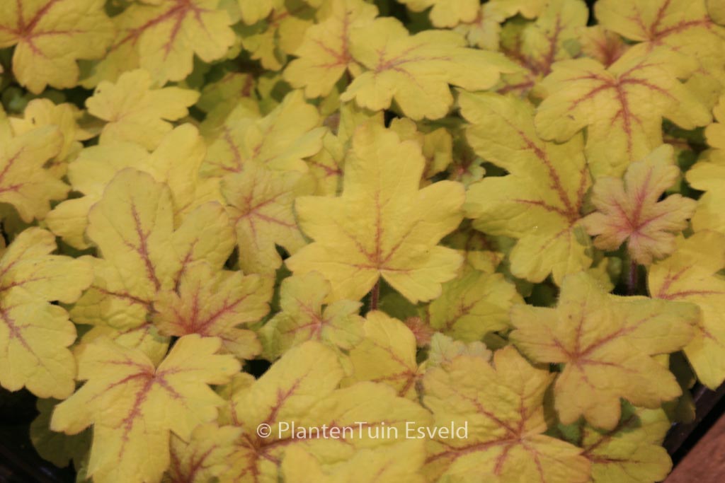 Heucherella ‚Alabama Sunrise‘