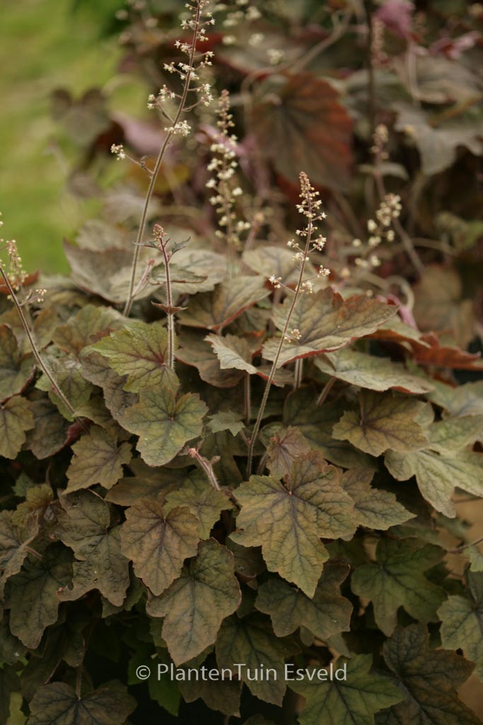 Heucherella ‚Art Deco‘