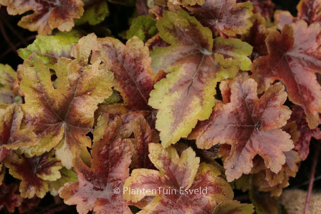 Heucherella ‚Brass Lantern‘