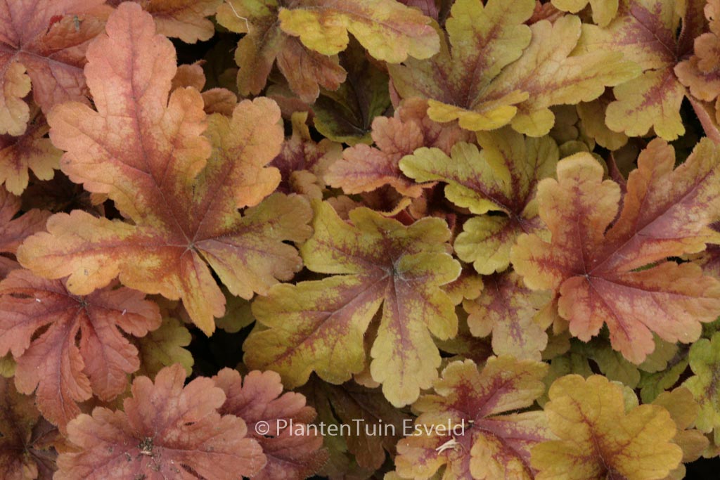 Heucherella ‚Buttered Rum‘