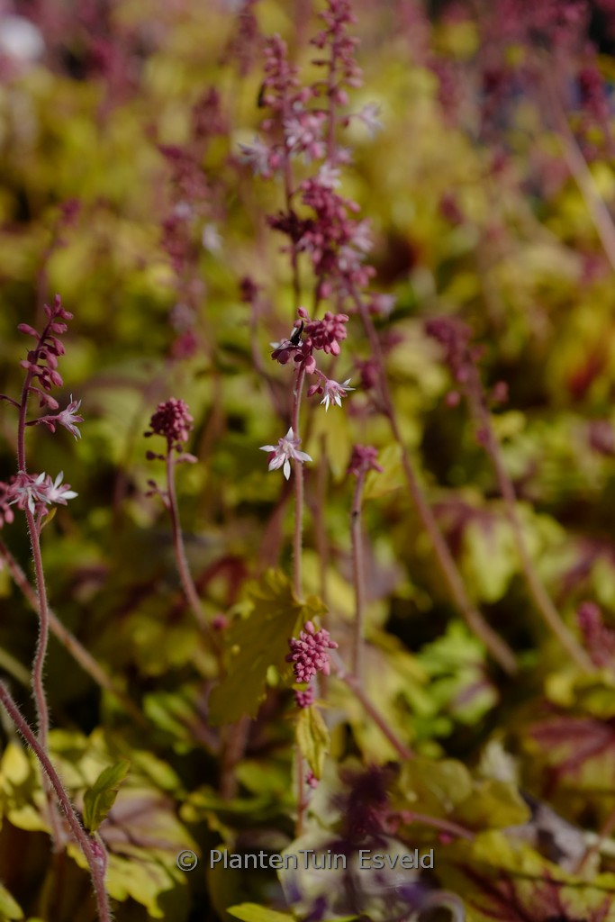 Heucherella ‚Eye Spy‘