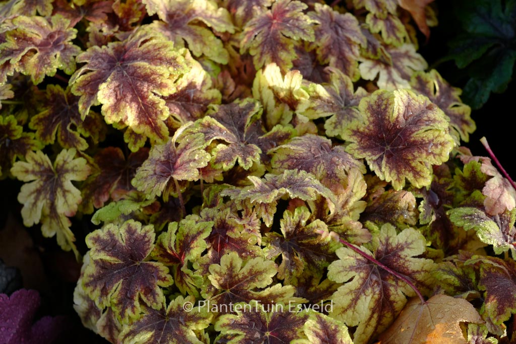 Heucherella ‚Golden Zebra‘