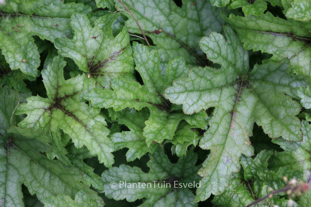 Heucherella ‚Kimono‘