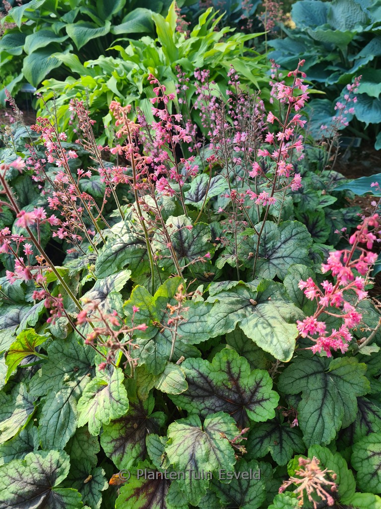 Heucherella ‚Pink Fizz‘