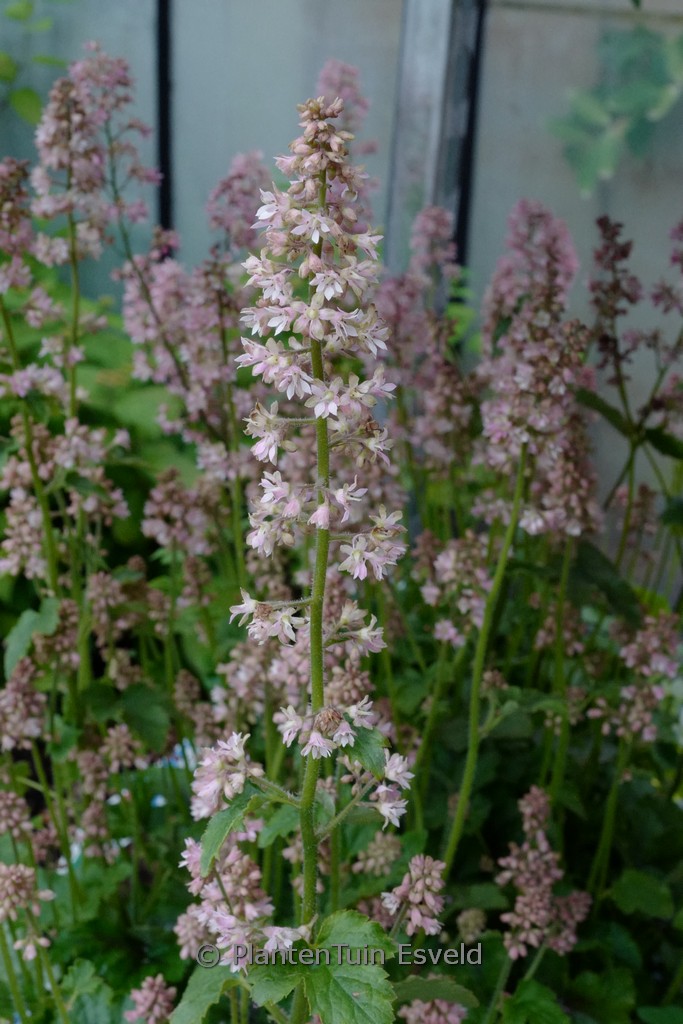 Heucherella ‚Pink Revolution‘