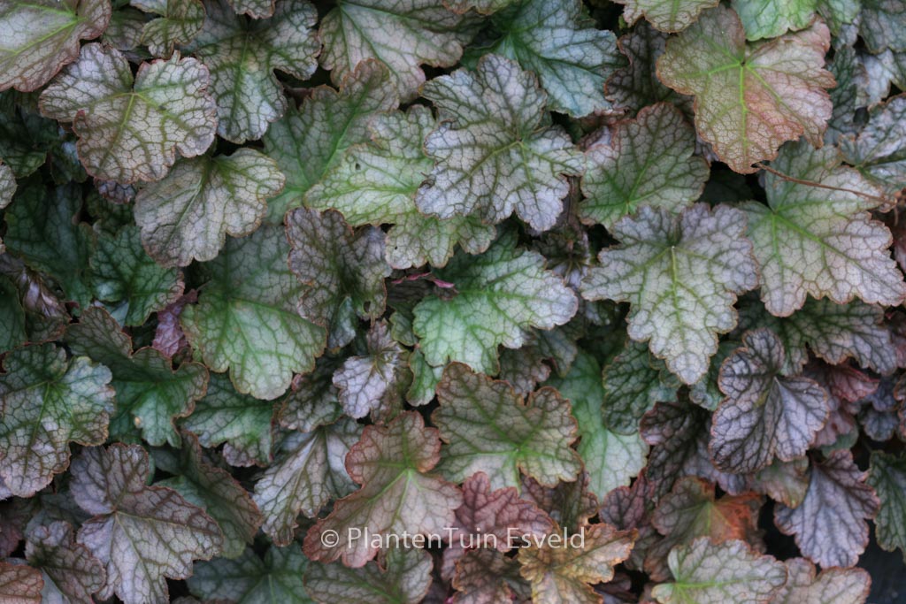 Heucherella ‚Quicksilver‘
