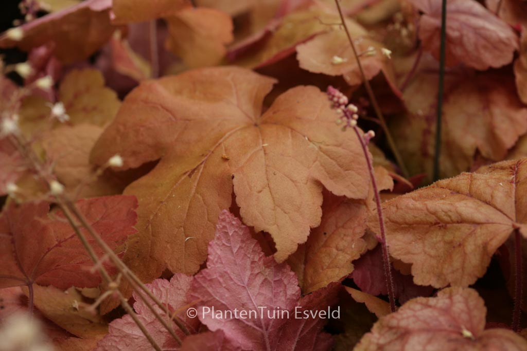 Heucherella ‚Redstone Falls‘
