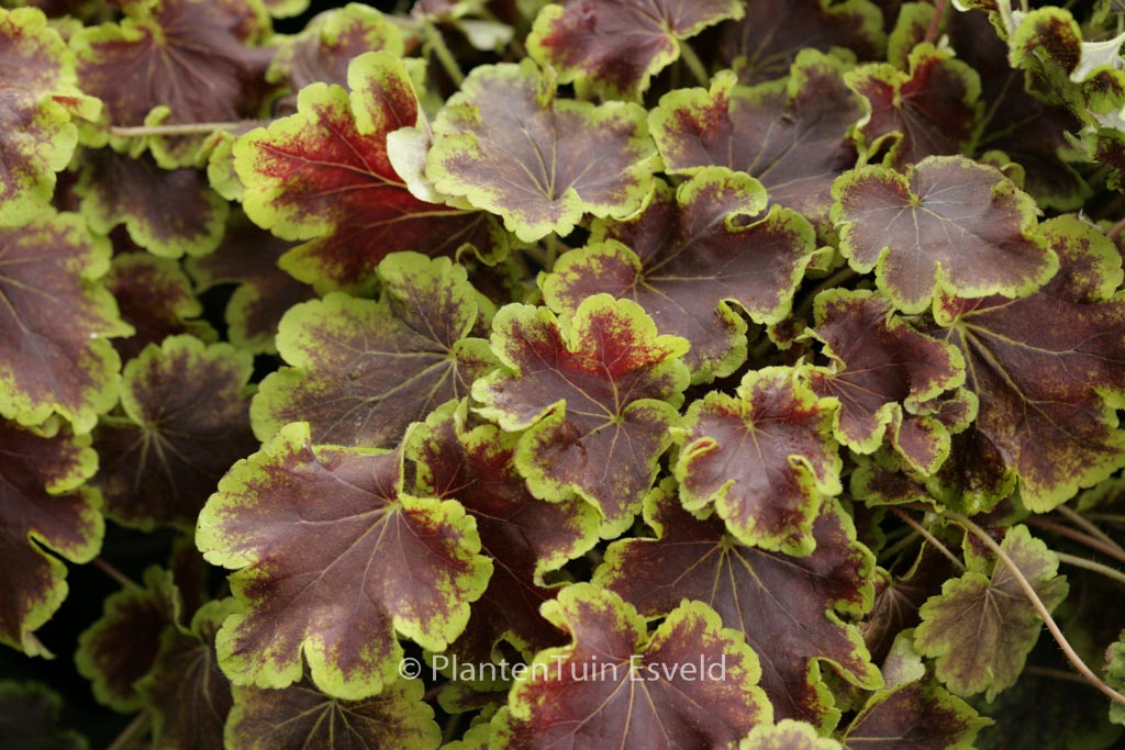 Heucherella ‚Solar Eclips‘