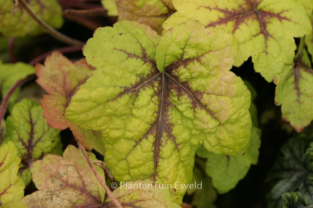 Heucherella ‚Stoplight‘