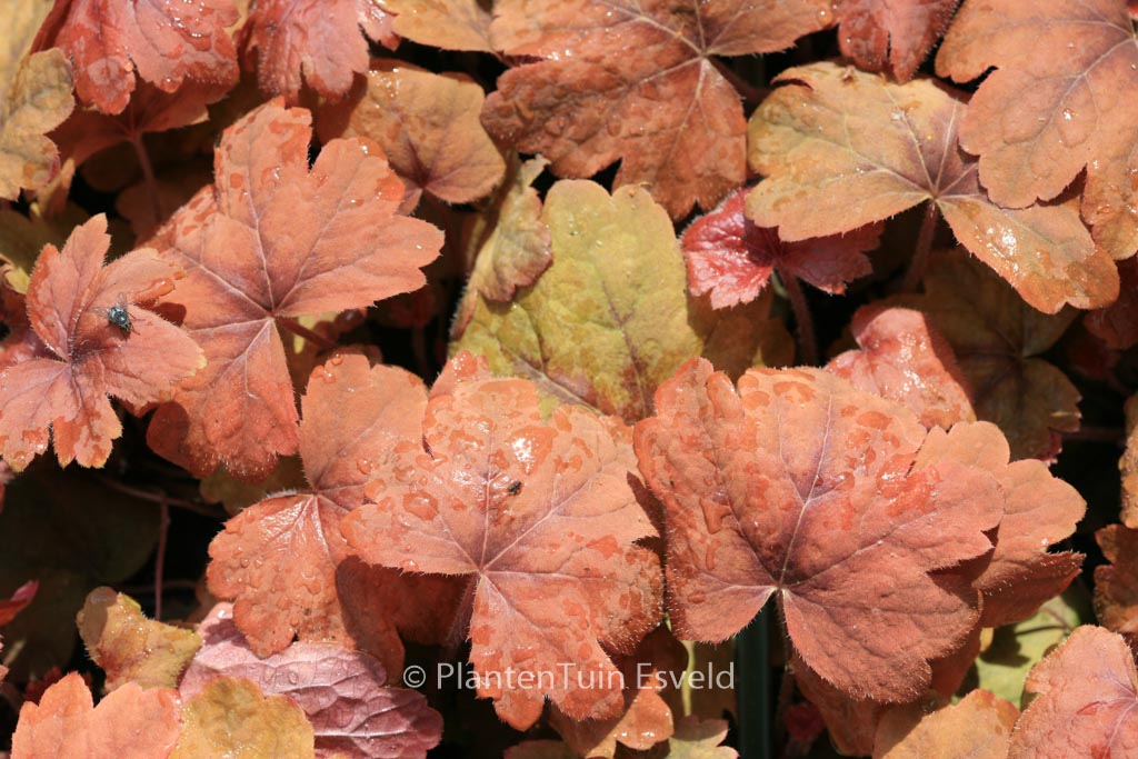 Heucherella ‚Sweet Tea‘