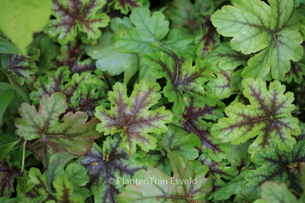Heucherella ‚Tapestry‘