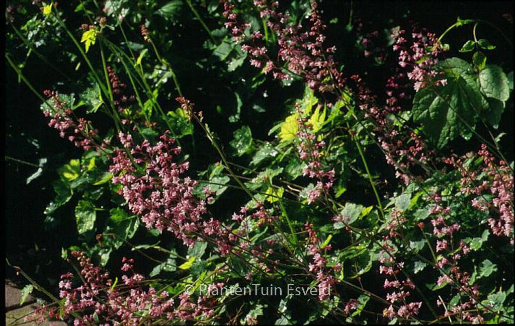 Heucherella alba ‚Bridget Bloom‘