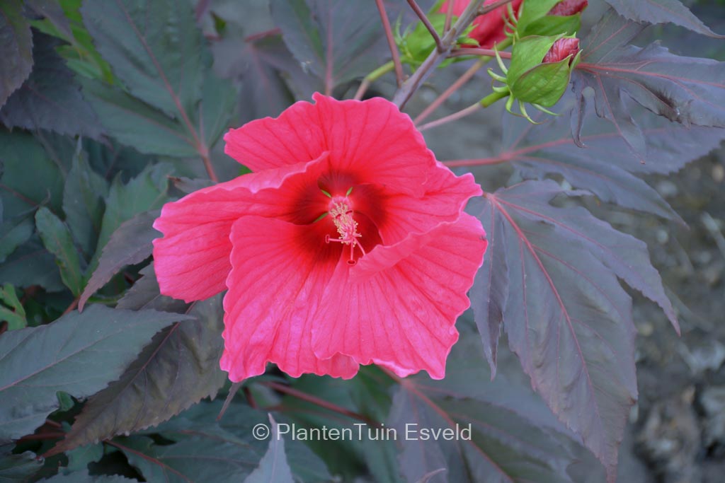 Hibiscus moscheutos ‚Carousel Geant Red‘