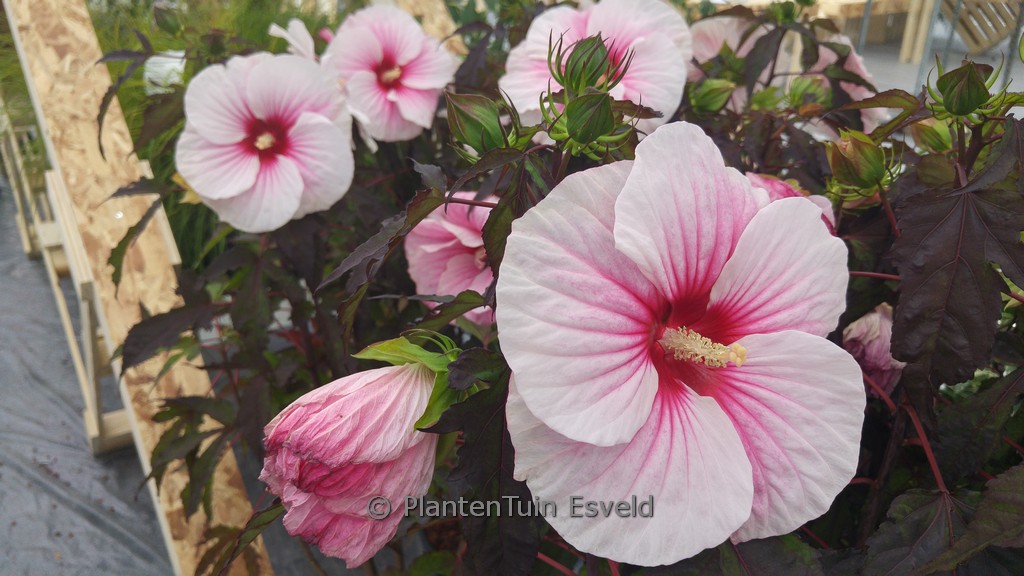 Hibiscus moscheutos ‚Carousel Pink Candy‘