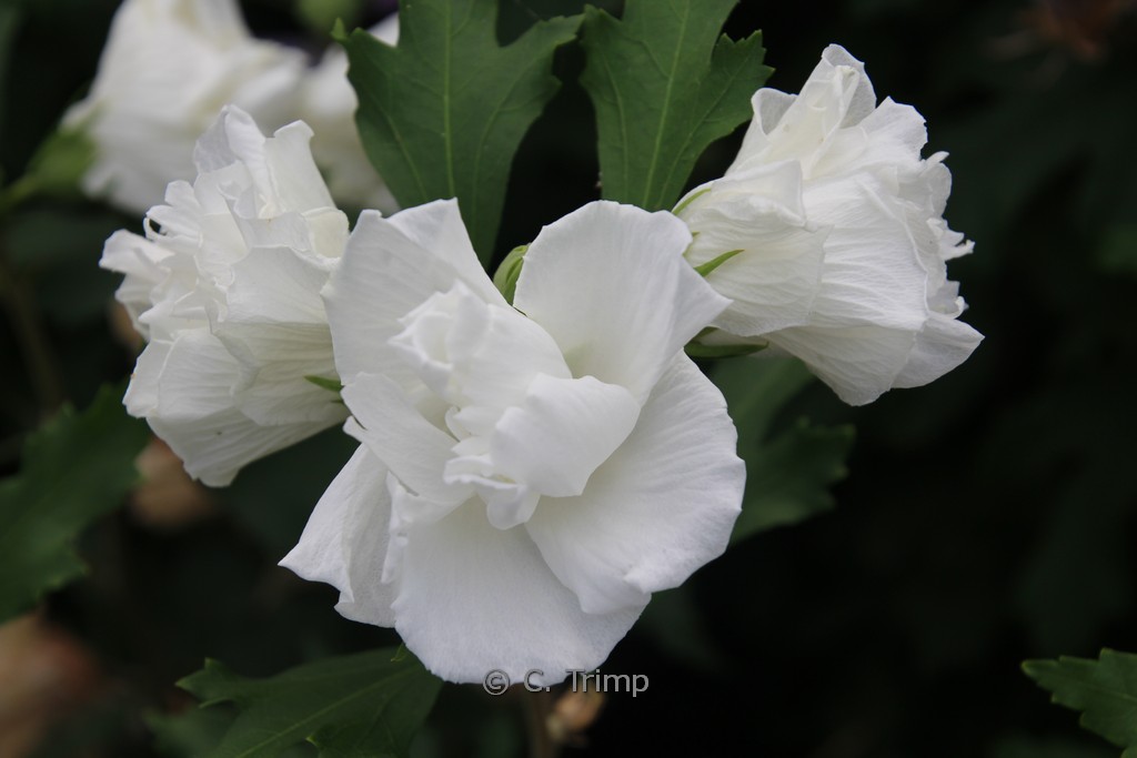 Hibiscus syriacus ‚Admiral Dewey‘