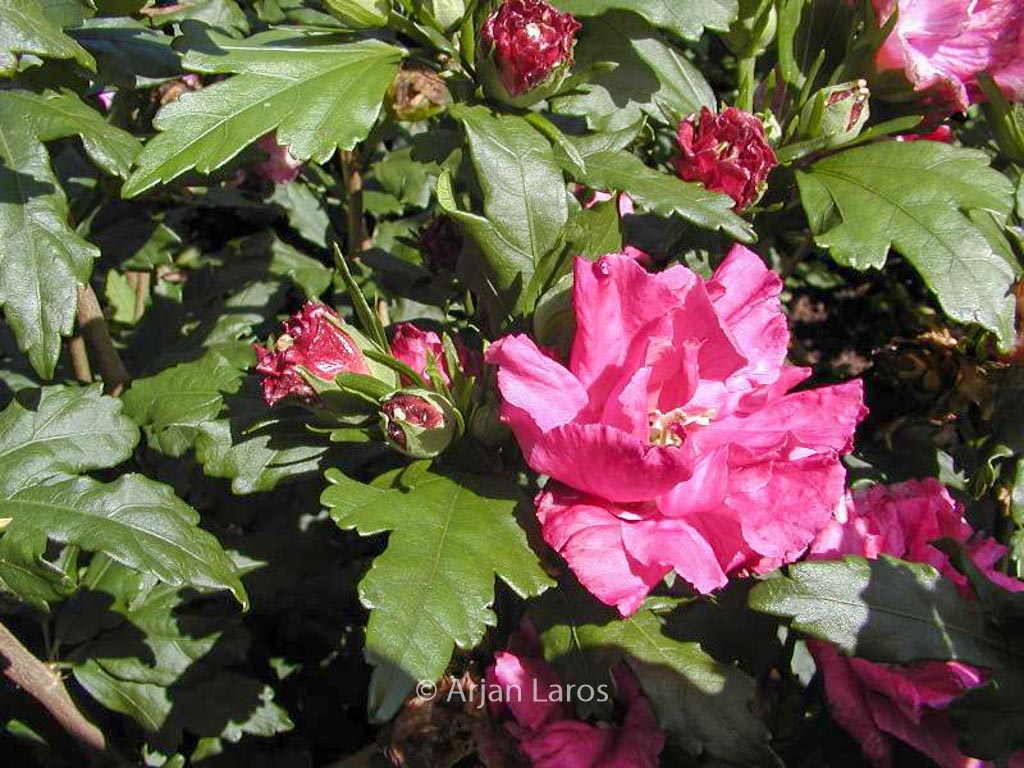 Hibiscus syriacus ‚Boule de Feu‘