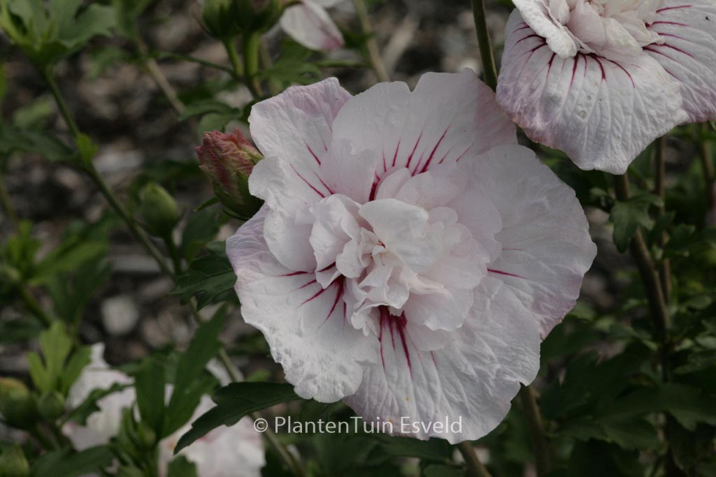Hibiscus syriacus ‚Bricutts‘ (CHINA CHIFFON)