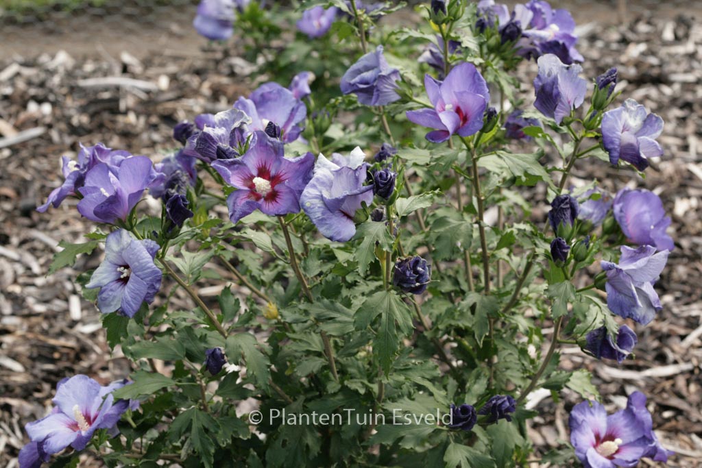 Hibiscus syriacus ‚DVPazurri‘ (AZURRI SATIN)