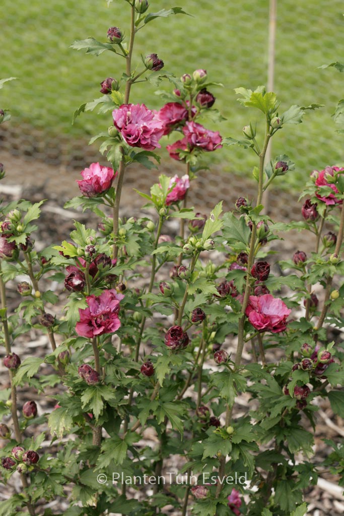 Hibiscus syriacus ‚Duc de Brabant‘