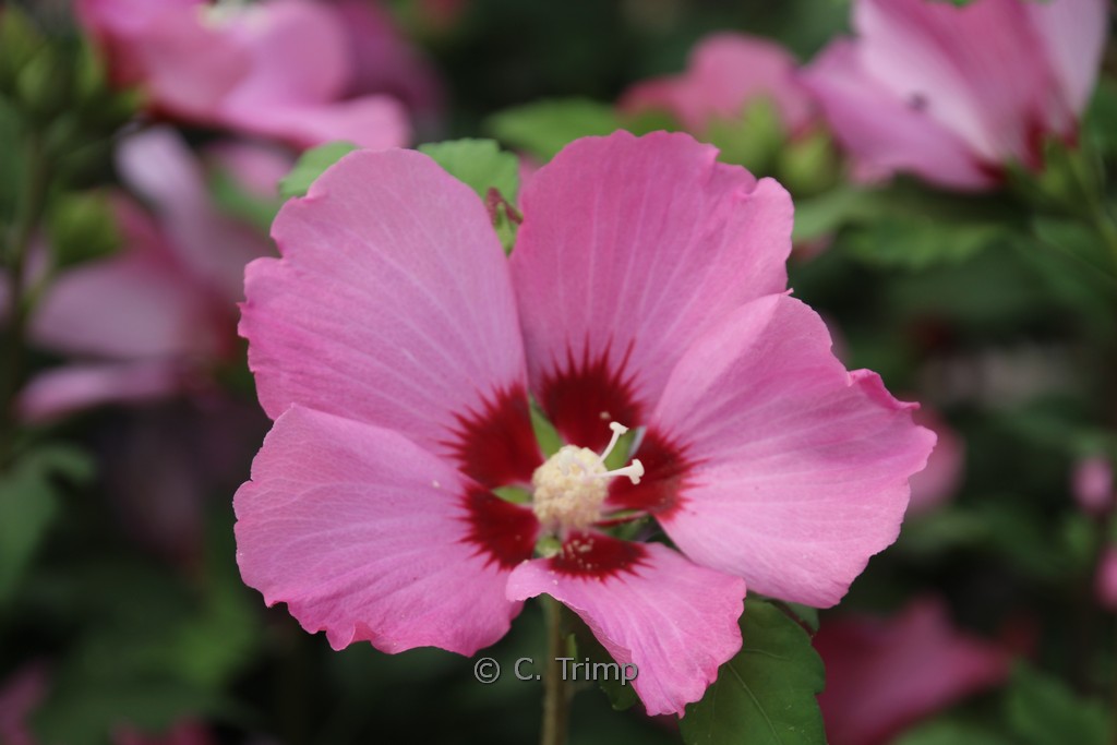 Hibiscus syriacus ‚Flogi‘ (PINK GIANT)