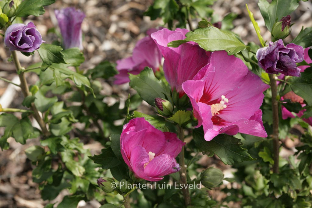 Hibiscus syriacus ‚Floru‘ (RUSSIAN VIOLET)