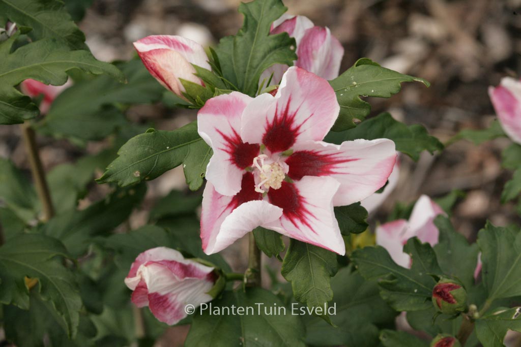 Hibiscus syriacus ‚Hamabo‘