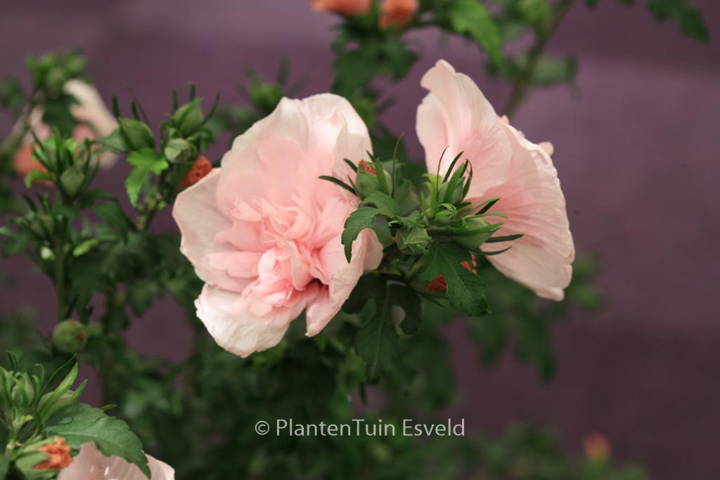 Hibiscus syriacus ‚Jwnwood4‘ (PINK CHIFFON)