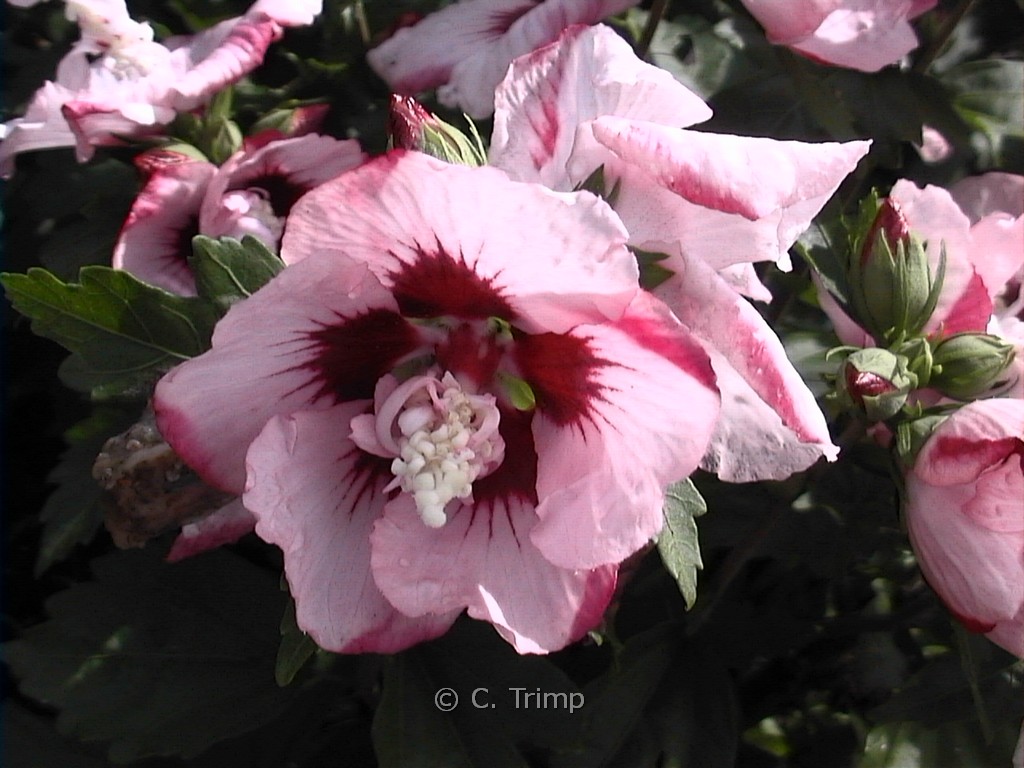Hibiscus syriacus ‚Lady Stanley‘