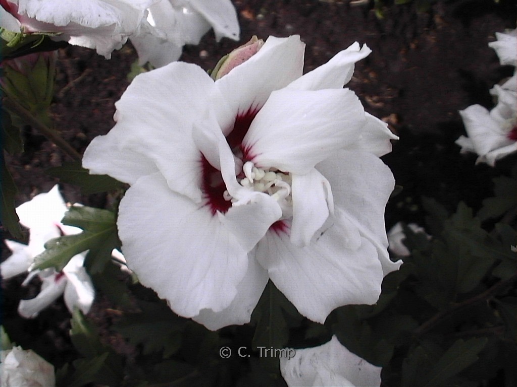 Hibiscus syriacus ‚Leopoldii‘