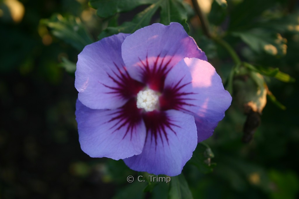 Hibiscus syriacus ‚Marina‘