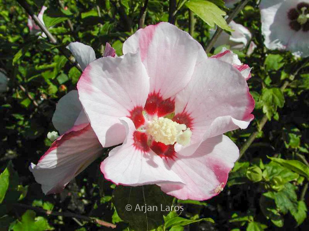 Hibiscus syriacus ‚Mathilde‘