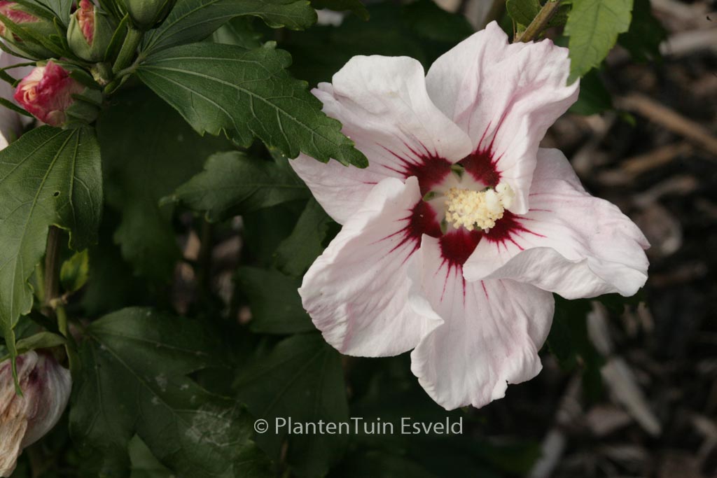 Hibiscus syriacus ‚Melrose‘