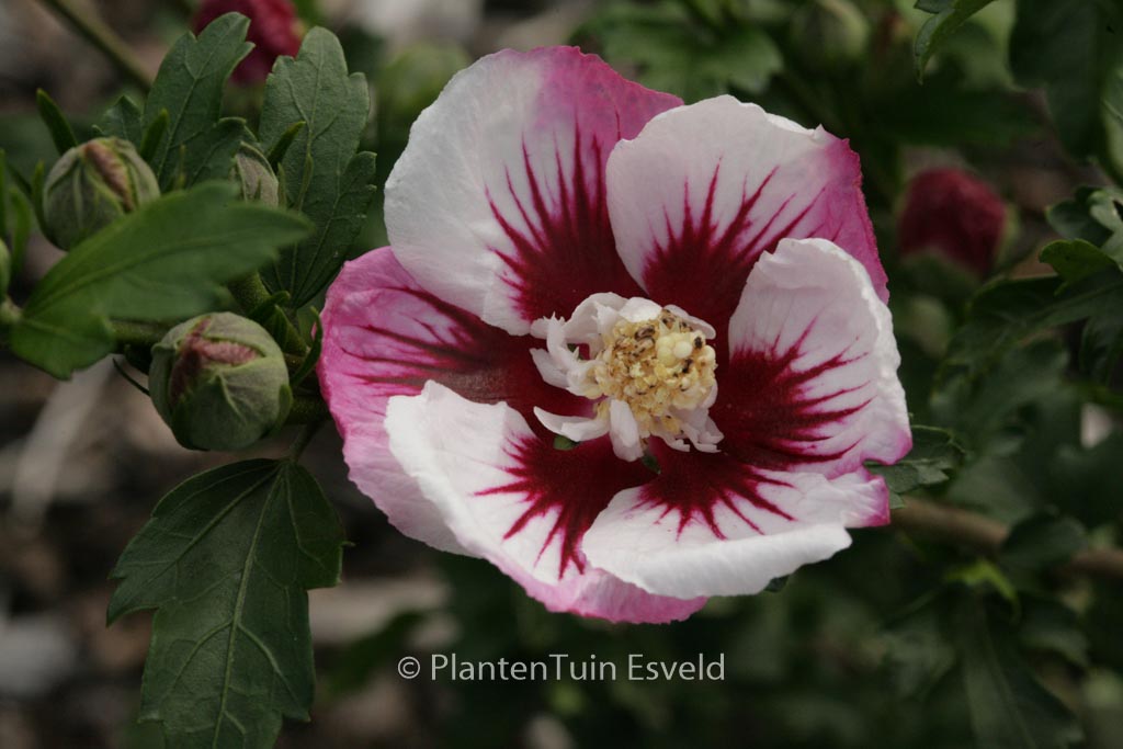Hibiscus syriacus ‚Minspot‘ (PINKY SPOT)