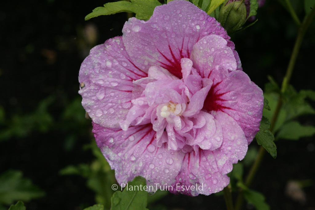 Hibiscus syriacus ‚Notwood One‘ (LAVENDER CHIFFON)
