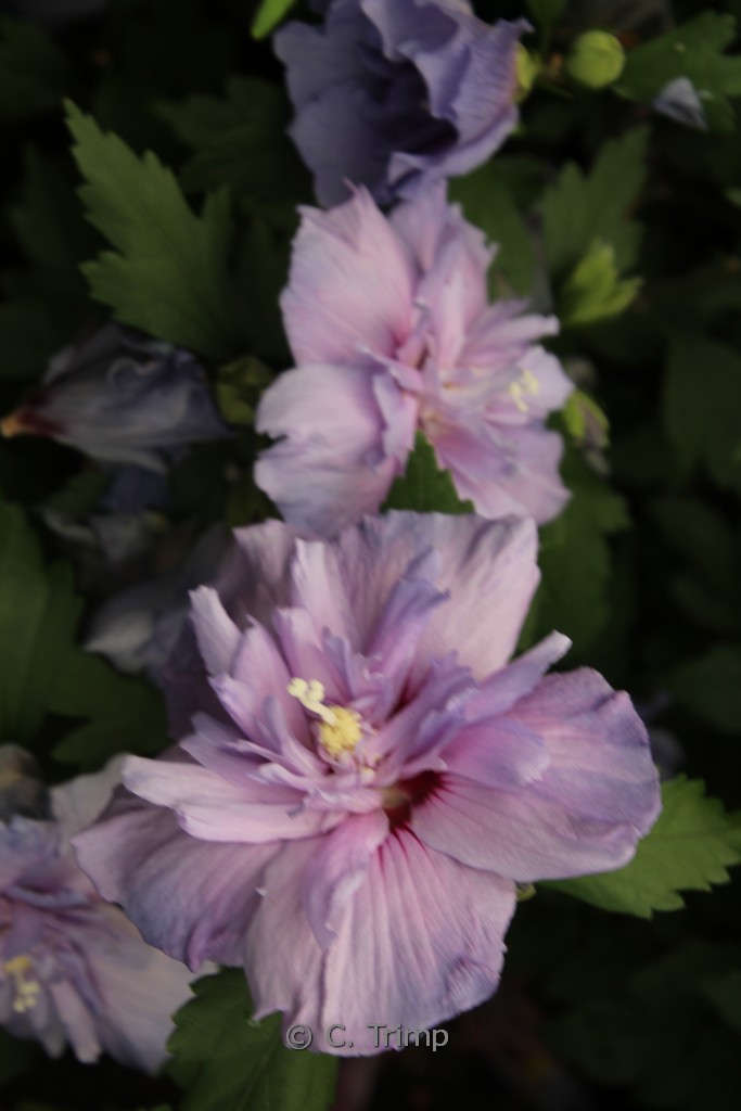 Hibiscus syriacus ‚Notwood Three‘ (BLUE CHIFFON)