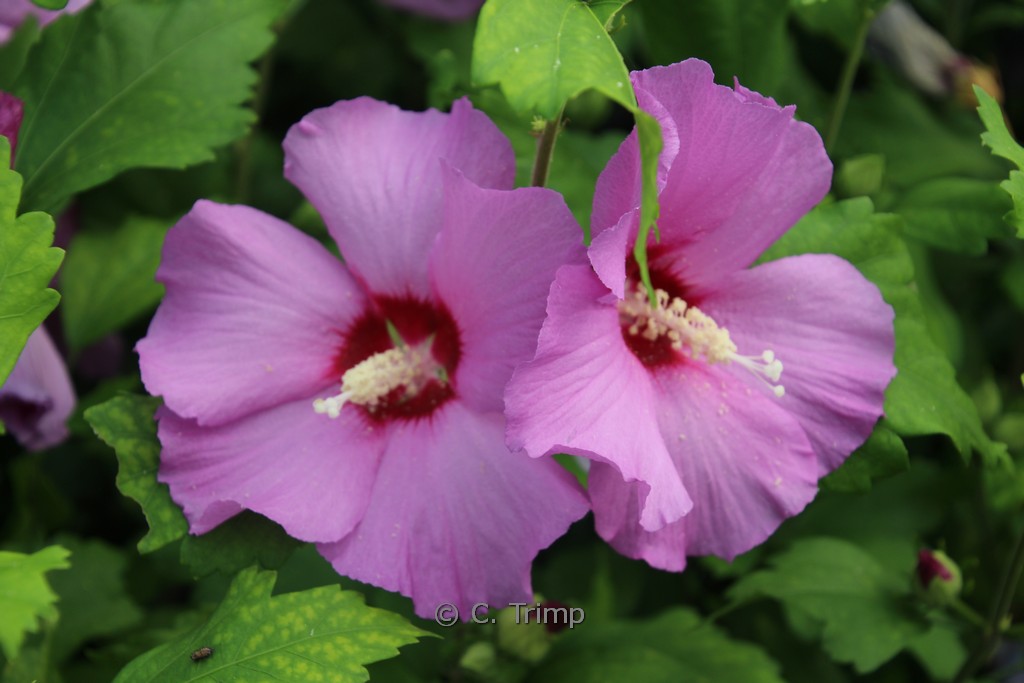 Hibiscus syriacus ‚Pink Flirt‘