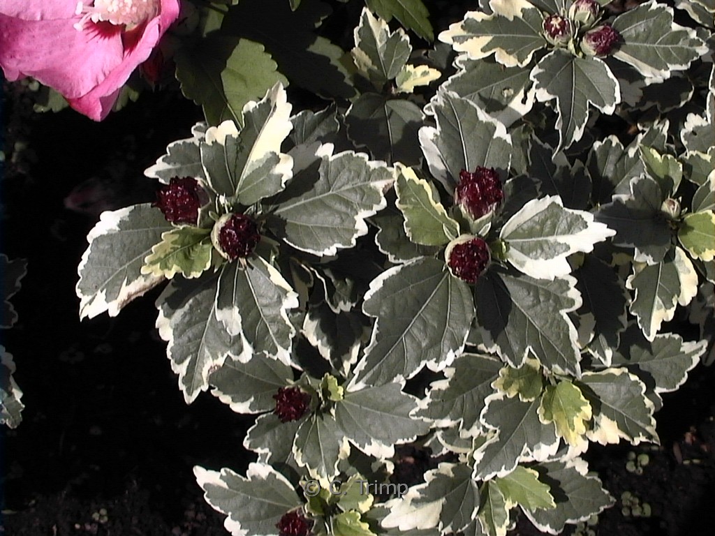 Hibiscus syriacus ‚Purpureus Variegatus‘