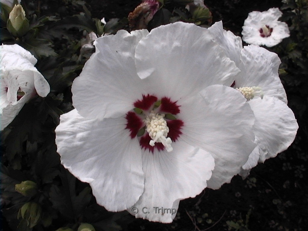 Hibiscus syriacus ‚Red Heart‘