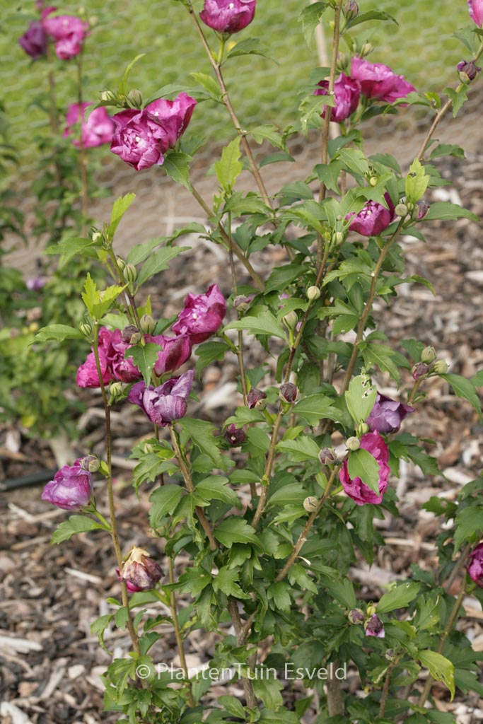 Hibiscus syriacus ‚Sanchonyo‘ (PURPLE RUFFLES)